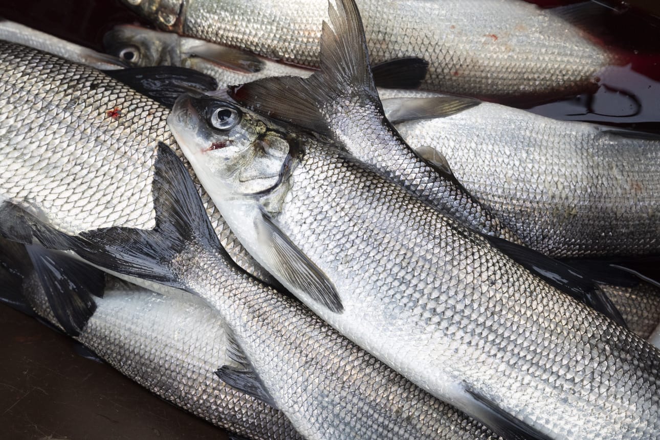 Hartaanselällä on kaikki kalastus kiellettyä lokakuussa lukuun ottamatta vaellussiian lippoamista velvoiteistutusten mädinhankintaan.