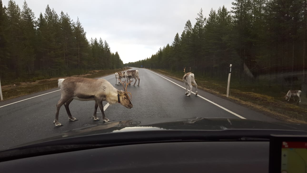 Poro törmäsi henkilöautoon ja ruhjoutui kuoliaaksi Lämsänkyläntiellä Kuusamossa keskiviikkoiltana. Kuvituskuva.