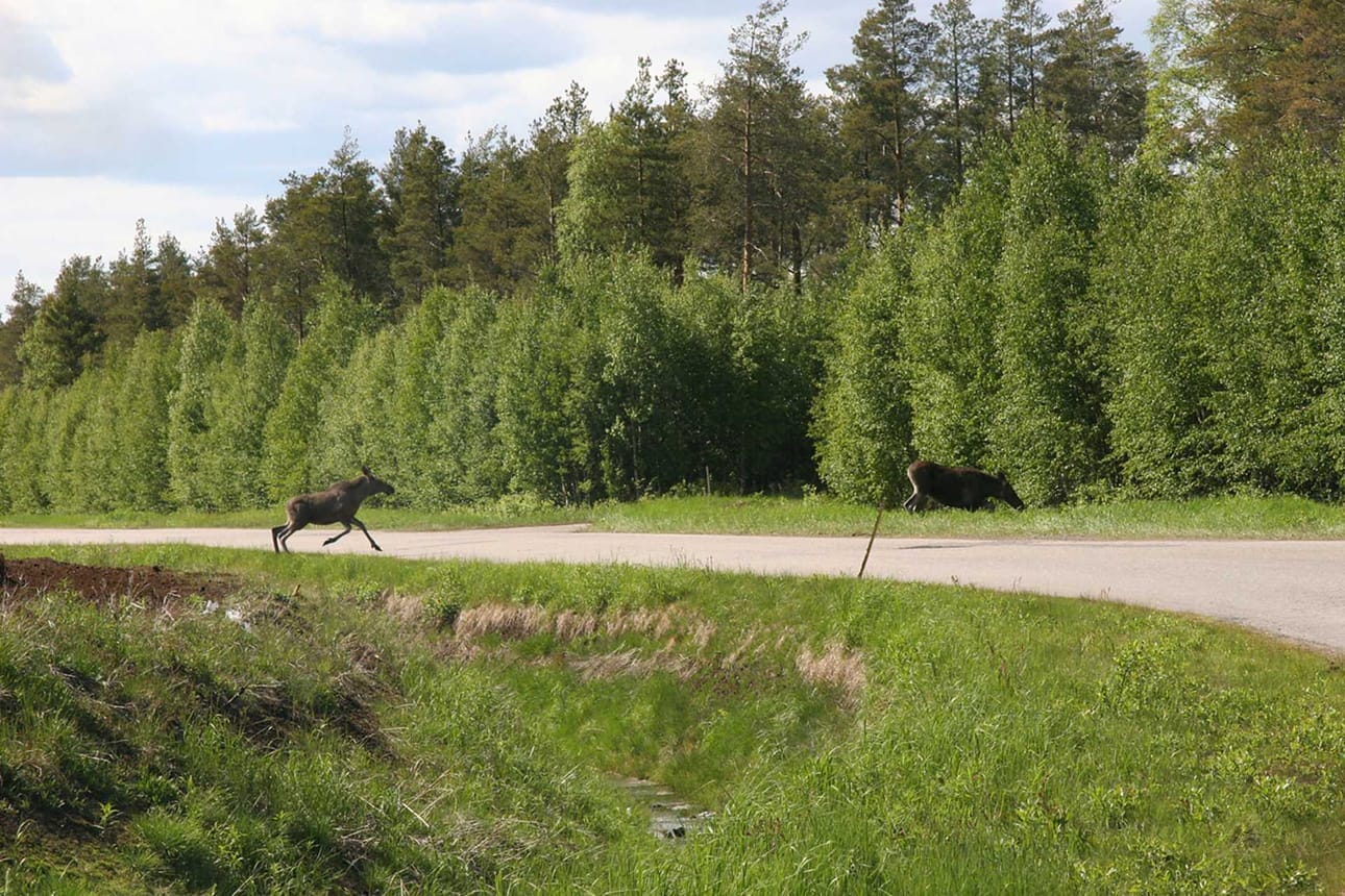 Hirvikolarien riski kohoaa syksyisin monestakin eri syystä.