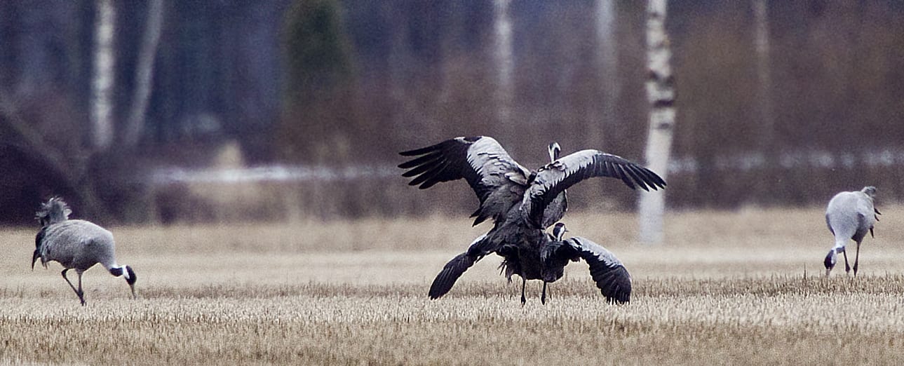 Lintujen kevätmuutto näkyy Tyrnävän-Tupoksen pelloilla.