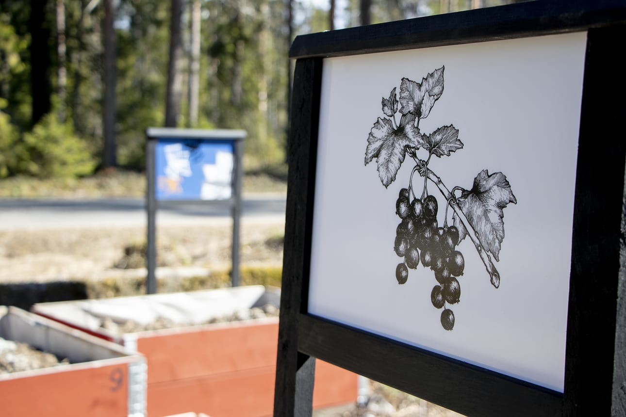 Oulunsalon Varjakassa on kesän aikana monenlaista kulttuuritapahtumaa.