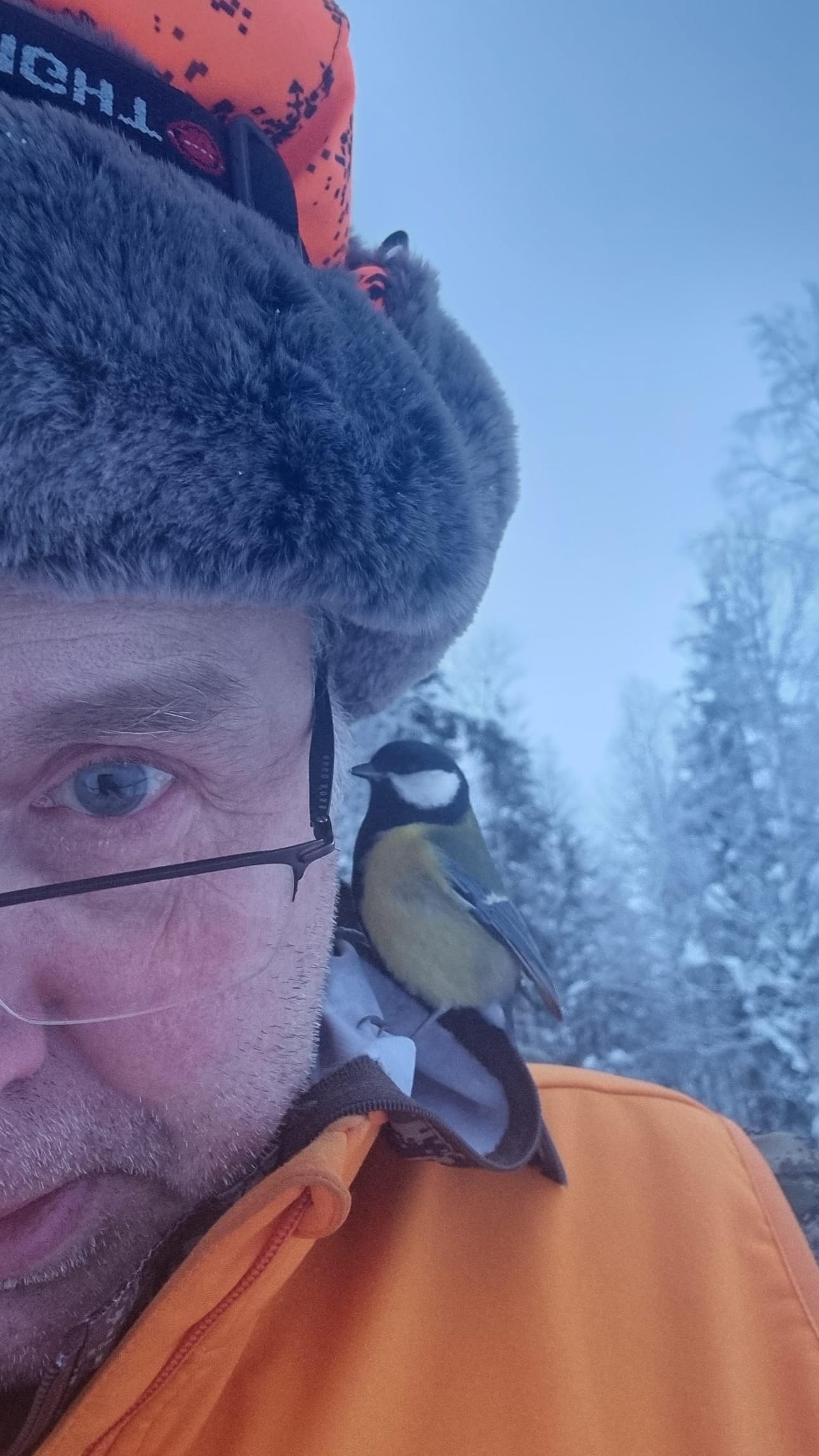 Haloo! huuteli tiainen Jarmo Kiurun korvaan. Todellisuudessa lintu päästeli vain harvoja vaimeita ääniä. – Rapina oli kovin ääni talitiaisen liikkuessa. Kovin tuntemus oli se, kun lintu nokkaisi korvaa, selittää kuvan ottanut Kiuru.