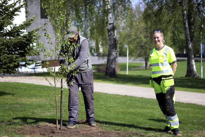 Vuoden 2020 ensimmäiset hakujaksot kehittämishankkeille ja yleishyödyllisille investoinneille ovat 31.1. mennessä, 31.3. mennessä ja 31.5. mennessä. Yritystuilla on jatkuva haku. Aisaparin 20-vuotisjuhlassa tavattiin alueen asukkaiden ohella kuntien johtajia, joille lahjoitettiin tilaisuudessa Aisaparin juhlakoivut. Alajärven koivu istutettiin Aaltokeskuksen puistoon. ARKISTOKUVA: JOHANNA KATAJA