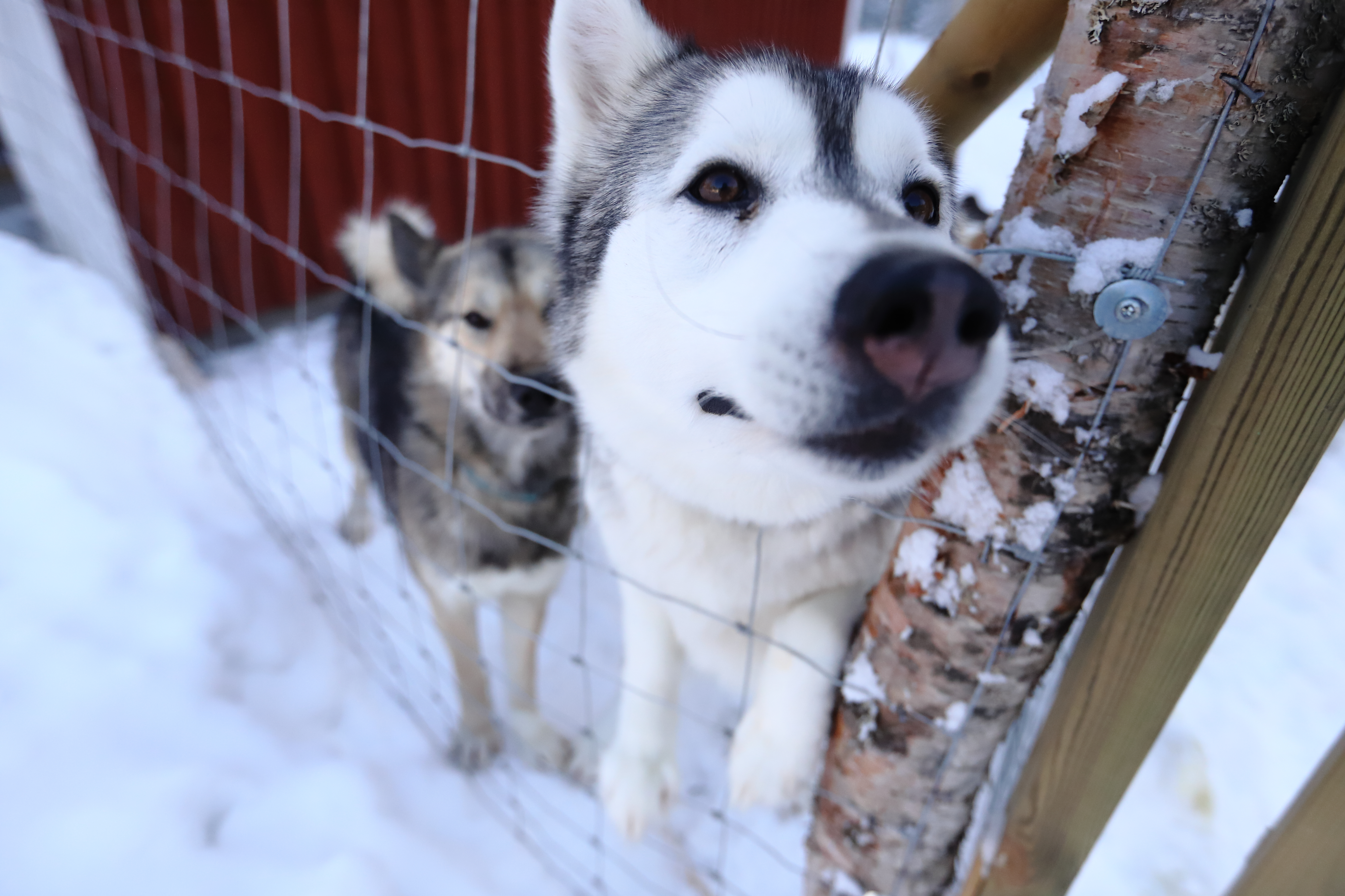 Katso lukijoidemme koirakuvat täältä – gallerialla juhlistetaan valtakunnallista koiranpäivää!