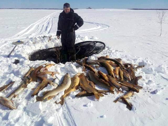 Uljuan tekojärvessä, Mäntymäen kohdalla olleesta rysästä nostettiin keskiviikkona noin sata kiloa kuolleita kaloja. Ilmeisesti hapenpuutteeseen kuolleiden kalojen joukossa oli kymmenkiloisia haukia. Kuvat kalastajalta