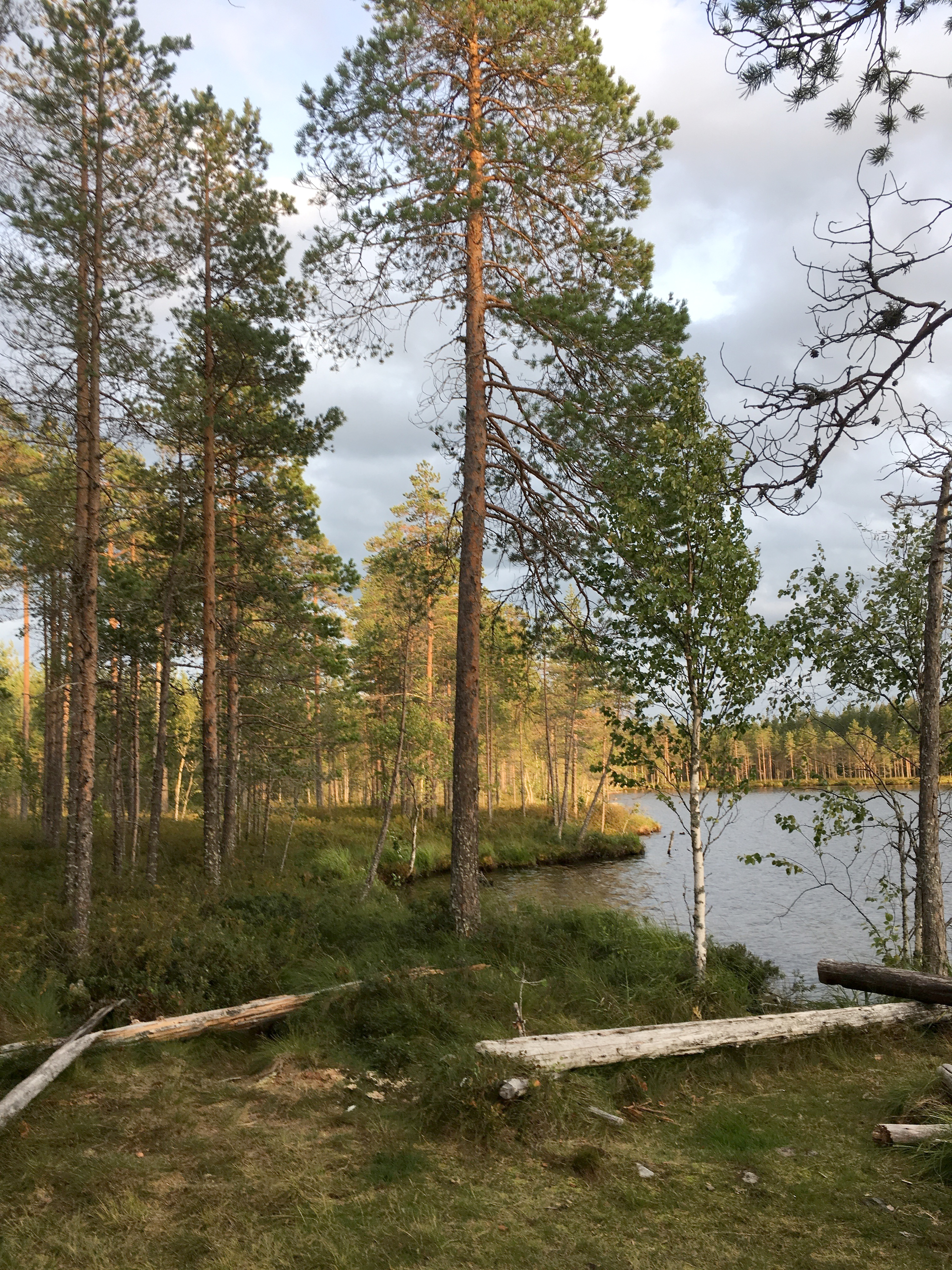 Metsäluonnon puolesta