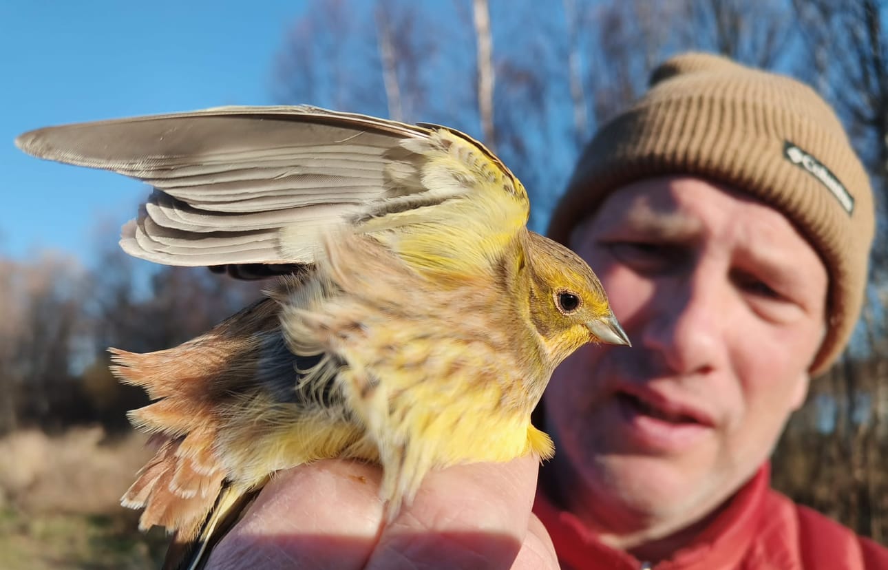 Kuusamon Lintukerhon lintuillat alkavat keskiviikkona. Kuvassa Jyrki Mäkelä ja keltasirkku.