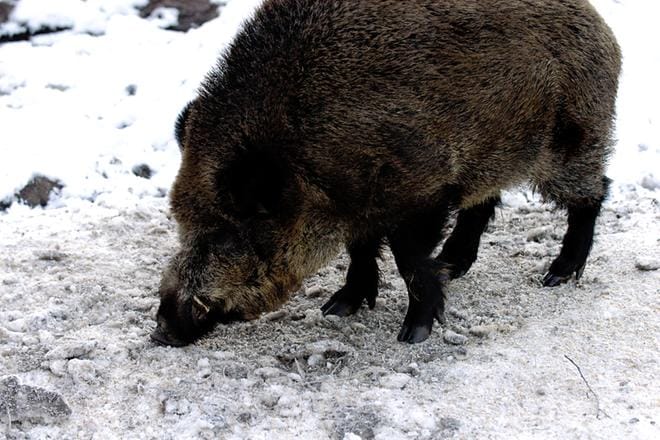 Jurvassa on tehty useassa riistakamerassa villisikahavaintoja. Kuva Ähtärin eläinpuistosta. ARKISTOKUVA: PEKKA RAJALA