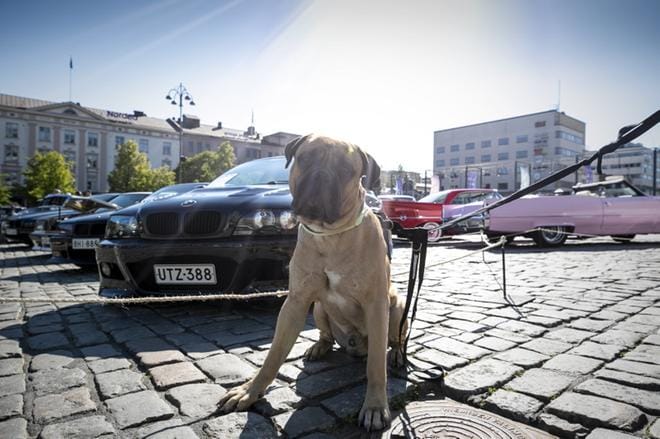 Rocky-koira halusi poseerata BMW:n edessä. Kuva: Paula Kaskimaa