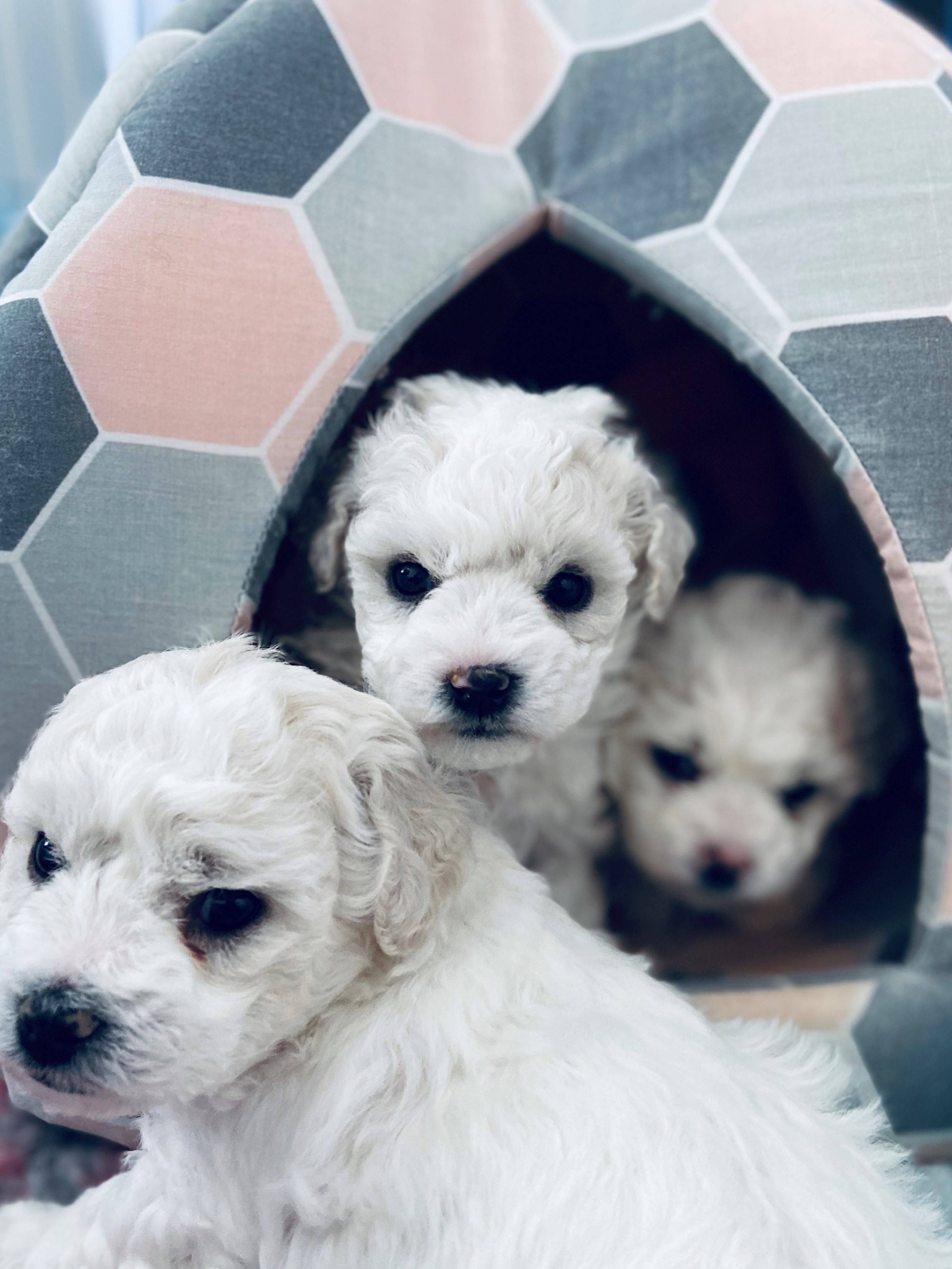 Kempeleessä kasvavien bichon frisé -pentujen ja niiden Sakke-emon elämää on päästy seuraamaan videon välityksellä pian neljän viikon ajan.