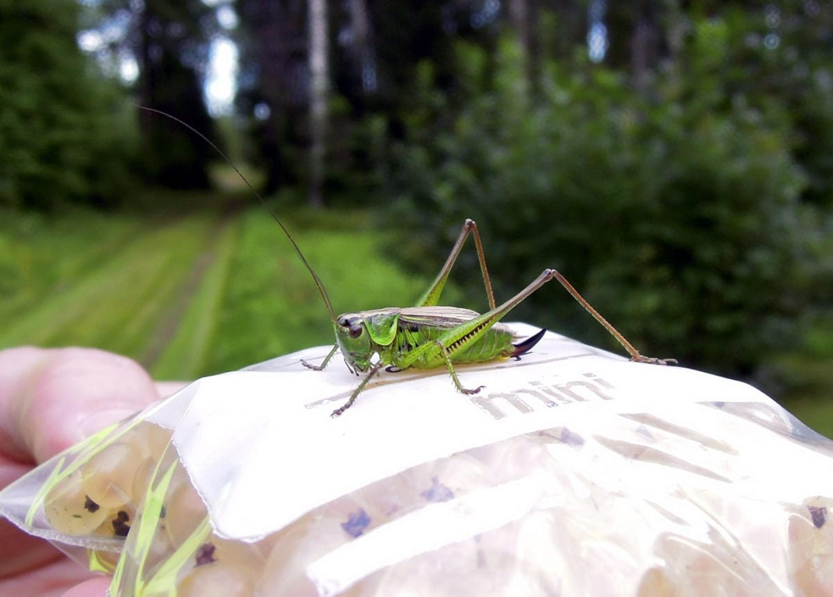 Suomessa on hyvin vähän vaarallisia hyönteisiä tai hämähäkkejä. LEHTIKUVA / RITVA SILTALAHTI
