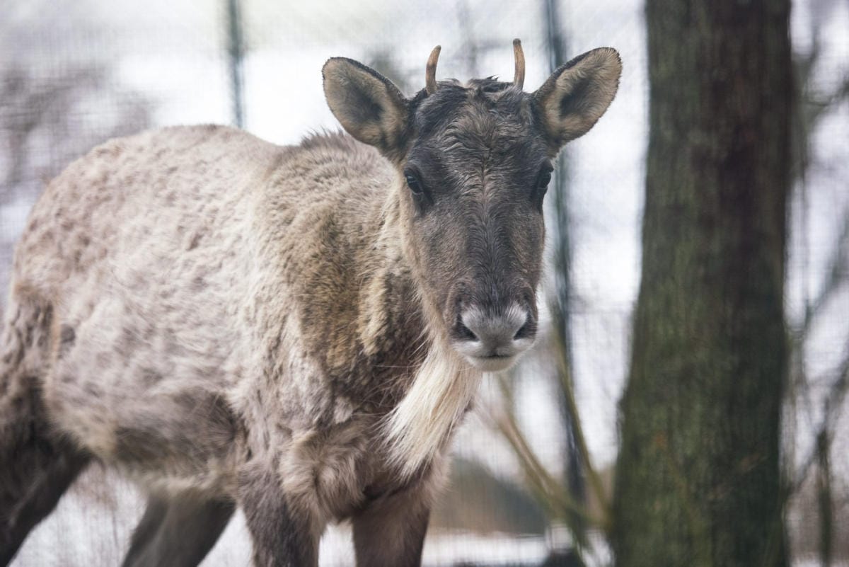Laji sai suurta näkyvyyttä alkuvuodesta, kun orpo metsäpeuran vasa eksyi harhailemaan Helsinkiin. LEHTIKUVA/HANDOUT