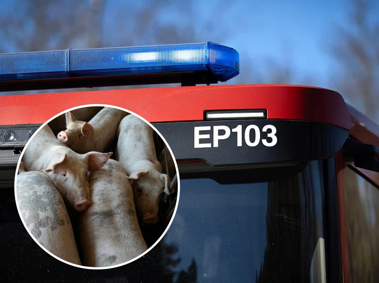 300 sikaa kuljettaneen ajoneuvon renkaat syttyivät palamaan kesken ajon.