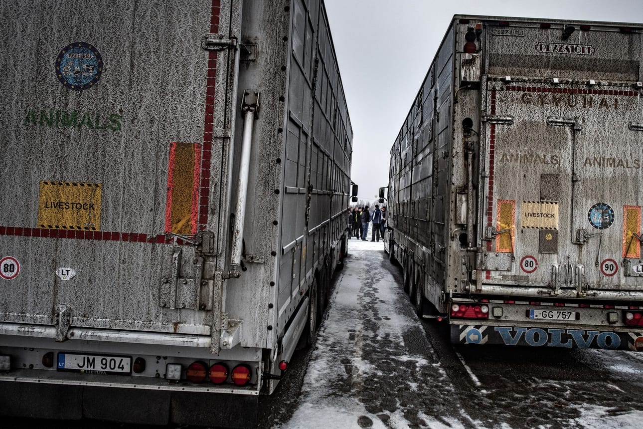 Kiinalaisomisteinen turkistarha Kokkolassa aikoo viedä eläviä sinikettuja Kiinaan. Vienti keskeytyi viime viikolla alueen turkistarhaajien mielenilmauksen vuoksi.
