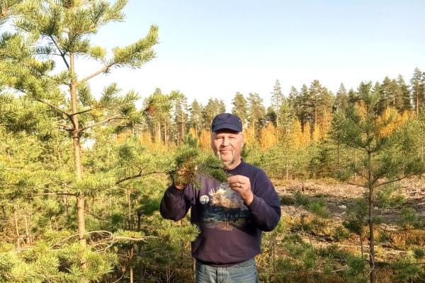 Hoitokunnan puheenjohtaja Keijo Rintamäki todistaa hyvää kesän kasvukautta. Oksan vuosikasvua on lähes 20 cm, latvassa se on puolisen metriä.