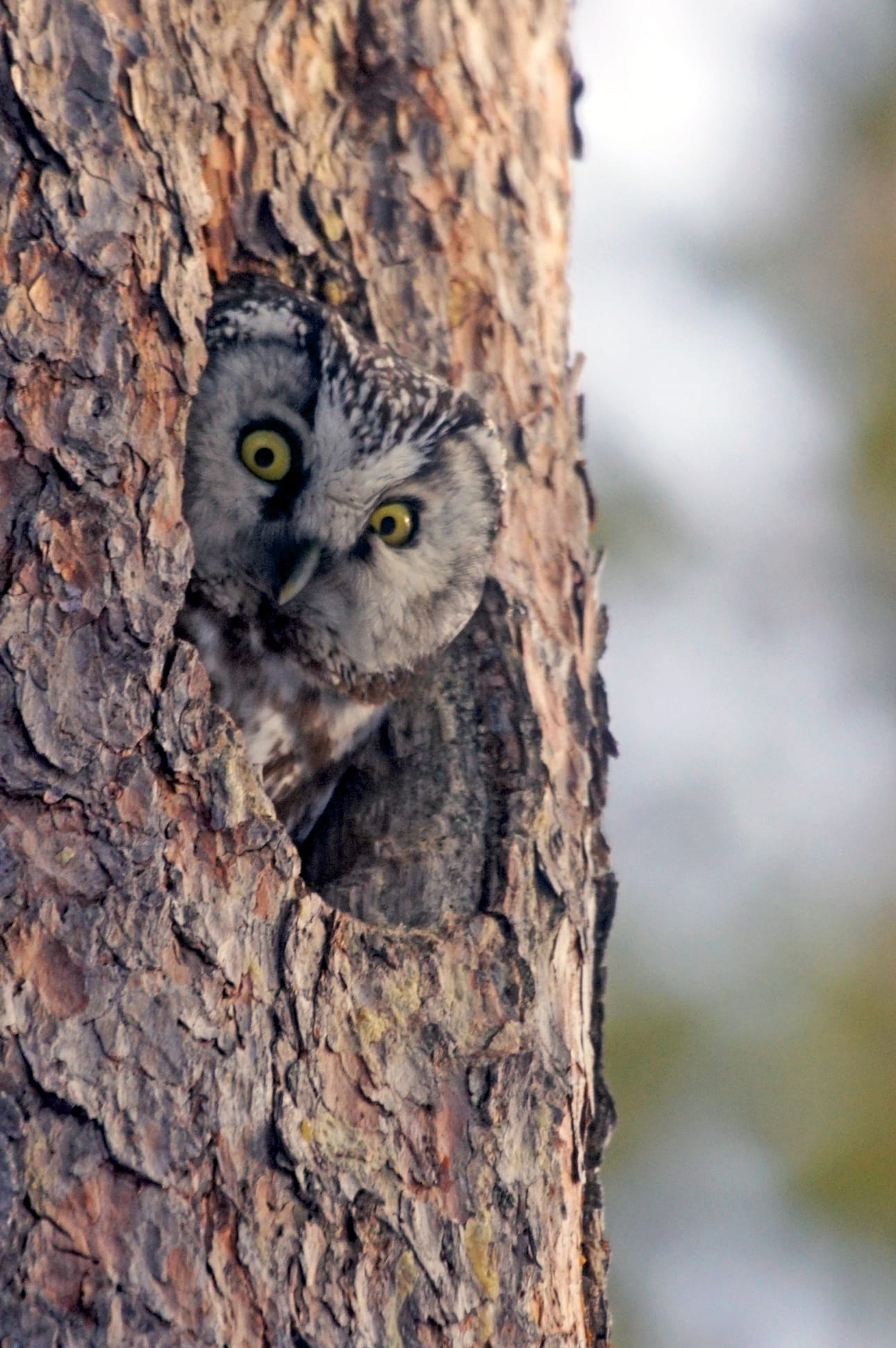 Helmipöllö on löytänyt sopivan pesäkolon, haudonta on meneillään.