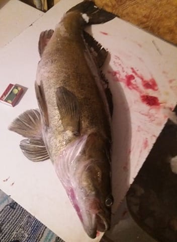 Yli viisikiloinen kuha ui Marja-Leena Hietalan verkkoon Tyräjärvessä.