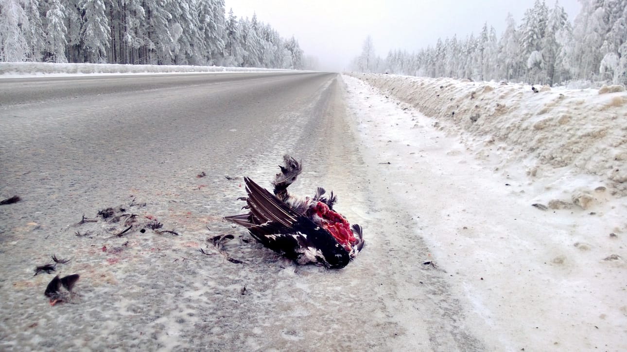 Yliajettu teeri Kuusamontiellä.