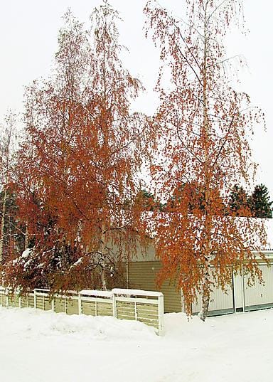 Pohjoisen puissa on vielä lehtiä.