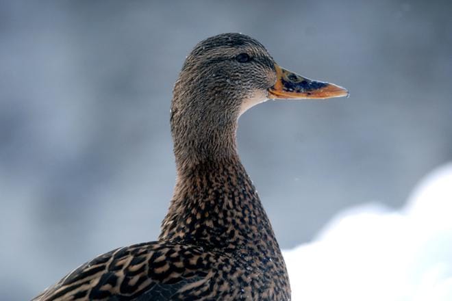 Lämmin syksy on saanut joidenkin sinisorsien paritteluvietin heräämään. Talvipesinnät ovat kuitenkin tuhon omia. ARKISTOKUVA: PEKKA RAJALA