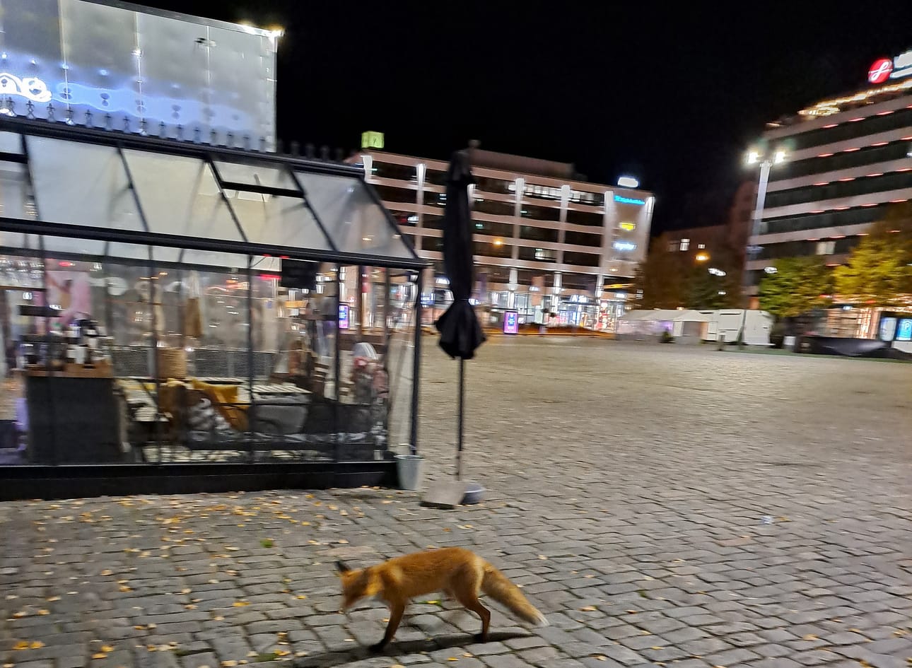 Kettu matkalla Alatorille. Lukijan kuva.