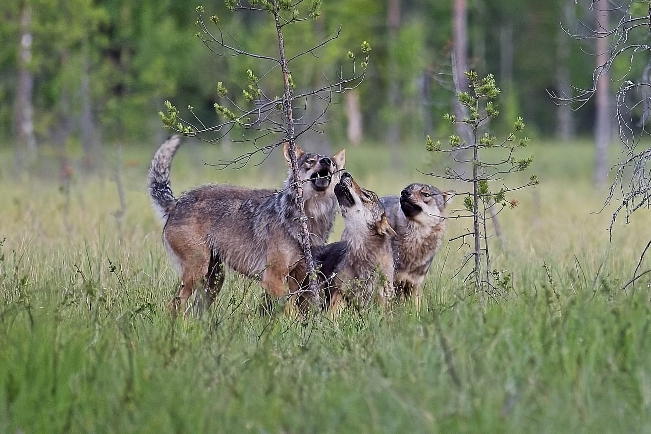 Kirjoittaja on sitä mieltä, että metsästyslain muutosta on valmisteltu huonosti. Kuvassa Janne Autereen kuvaamia susia.
