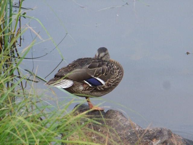 Sinisorsan nokkaunet
