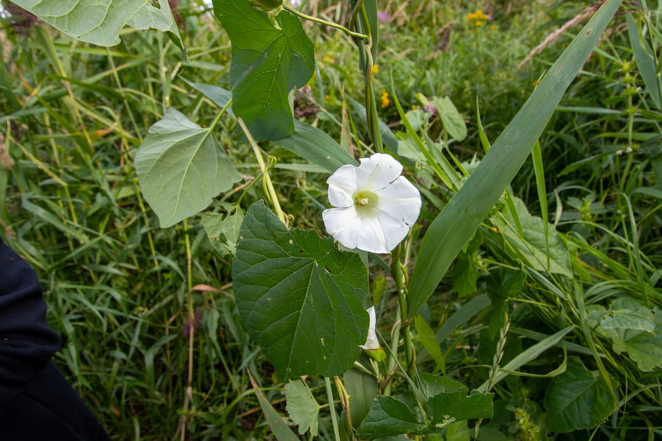 Myös elämänlanka-nimellä tunnetun karhunköynnöksen kukinta-aika on heinä-elokuussa. Jos pihaan on istutettu karhunköynnöksiä, niistä on syytä poistaa kukat ja siemenet loppukesästä ja hävittää ne polttamalla.