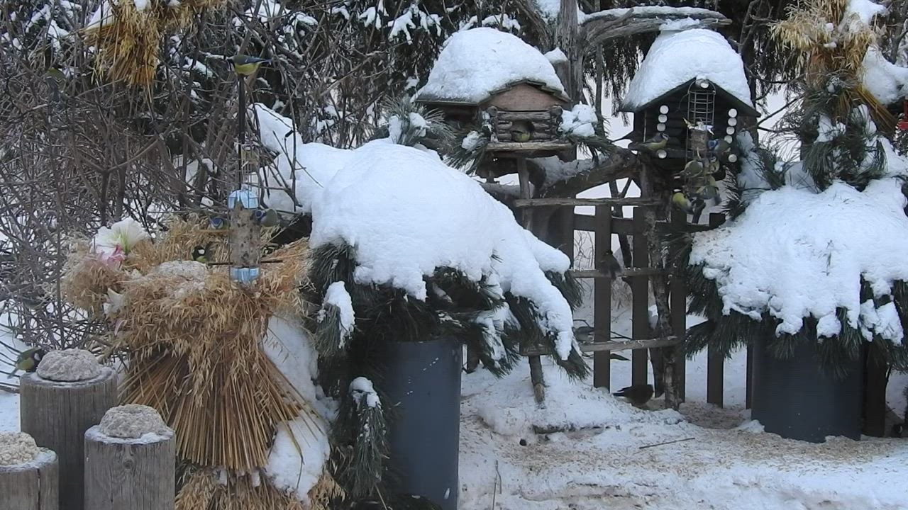 Tintit ruokailevat pakkaspäivänä