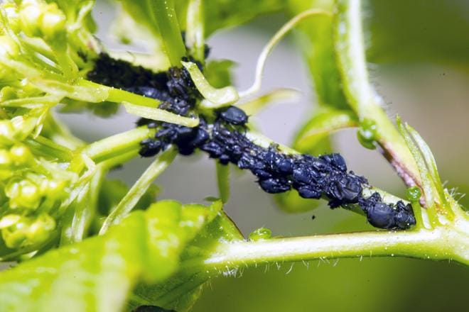 Kuvituskuva: Pentti Vuosaari