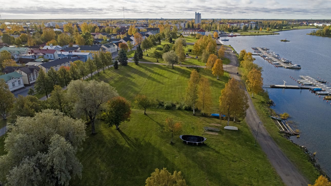 Kaikkien puiden ei tarvitse kerätä lehtivihreää talteen. Ei kannata huolestua, vaikka ne pudottavatkin vihreät lehtensä maahan.