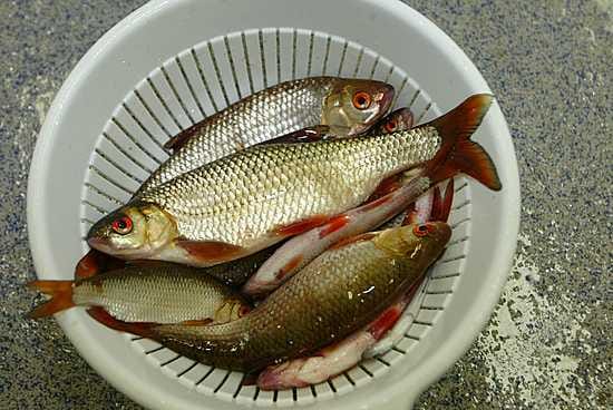 Jos särki yleistyy, vesistön kunto on heikentynyt.