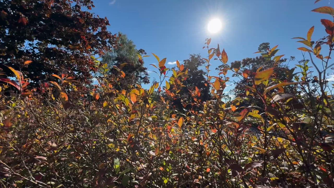 Syyspäivän valoa ja alkanutta ruskaa. Skanssi, Turku 21.9.2024 T. Juhani Peltonen