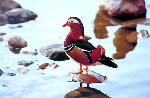 Eksoottinen näky. Värikäs mandariinisorsa on suosittu laji vesilintutarhoissa. Kuvan lintu on ikuistettu Tunisiassa.