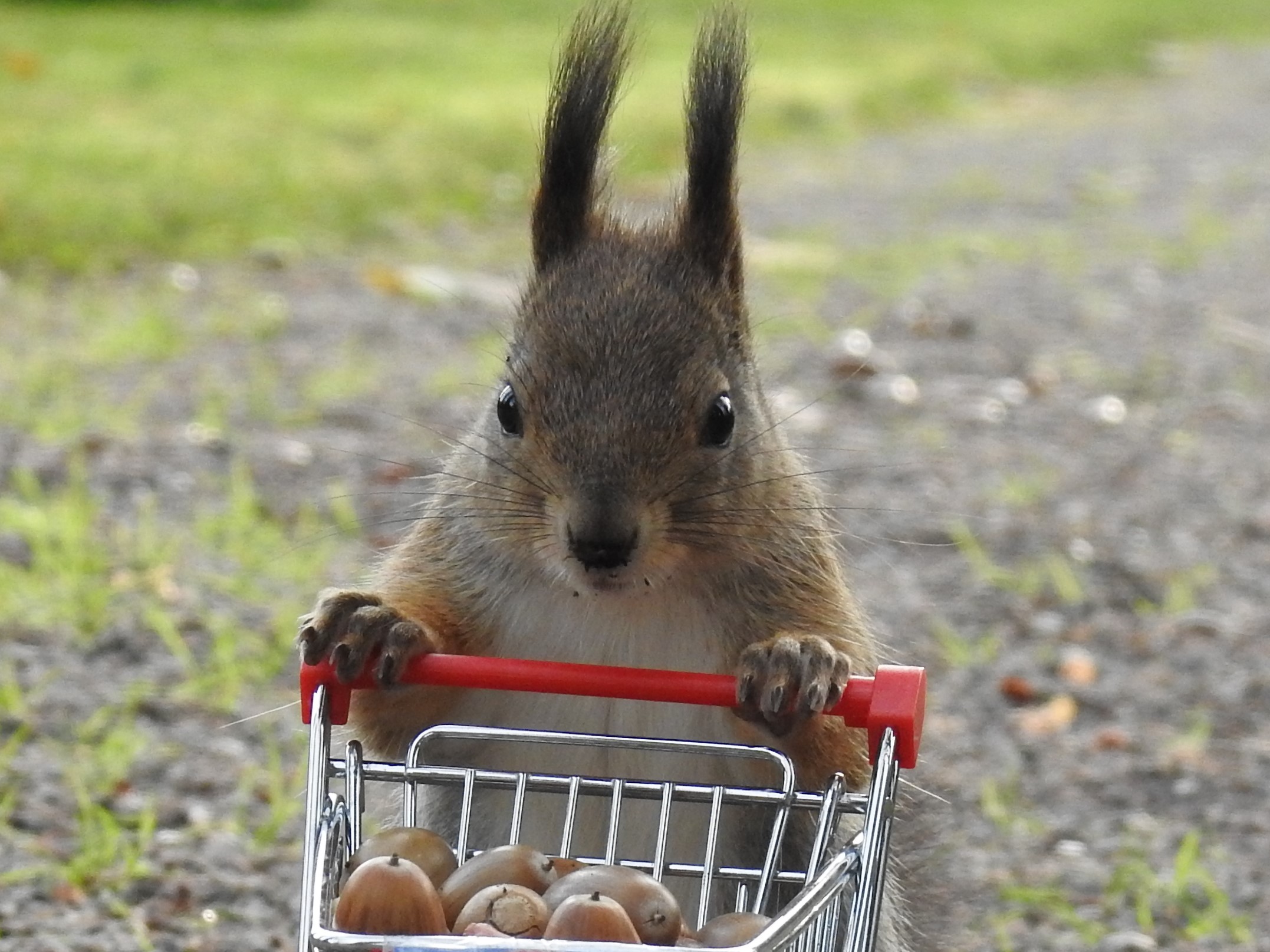 Kärrikurre työntää kärryjä Kalevan lukijakuvissa, jotka on ottanut Mikko Kiviaho.