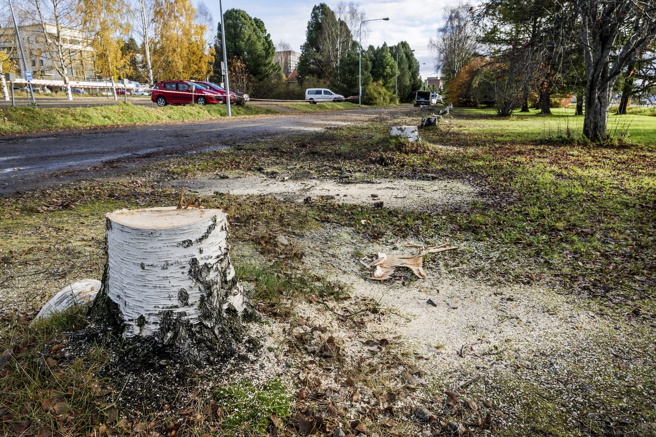 Tiistaina tien vierestä oli kaadettu rivi koivuja.