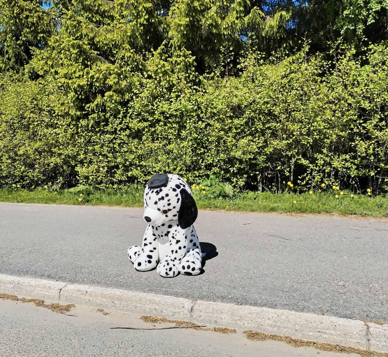 Odotteleekohan tämä dalmatialainen pysäkillä seuraa vai kyytiä? Ja miksi se on noin allapäin? Limingassa Kedonperäntien bussipysäkillä on loppukevään aikana nähty sama ilmiö ainakin kahteen kertaan. Joku asettelee suuren pehmokoiran pysäkille lähelle viinibaaria istuskelemaan ja ilahduttamaan ohikulkijoiden päivää.
