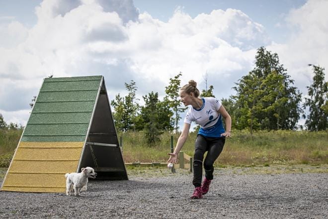 Aino Mäkelä ja toyvillakoira Peppi ovat harjoitelleet yhdessä vasta puolitoista vuotta, mutta menestystä on tullut jo agilityn arvokisoissa. KUVAT: PAULA KASKIMAA