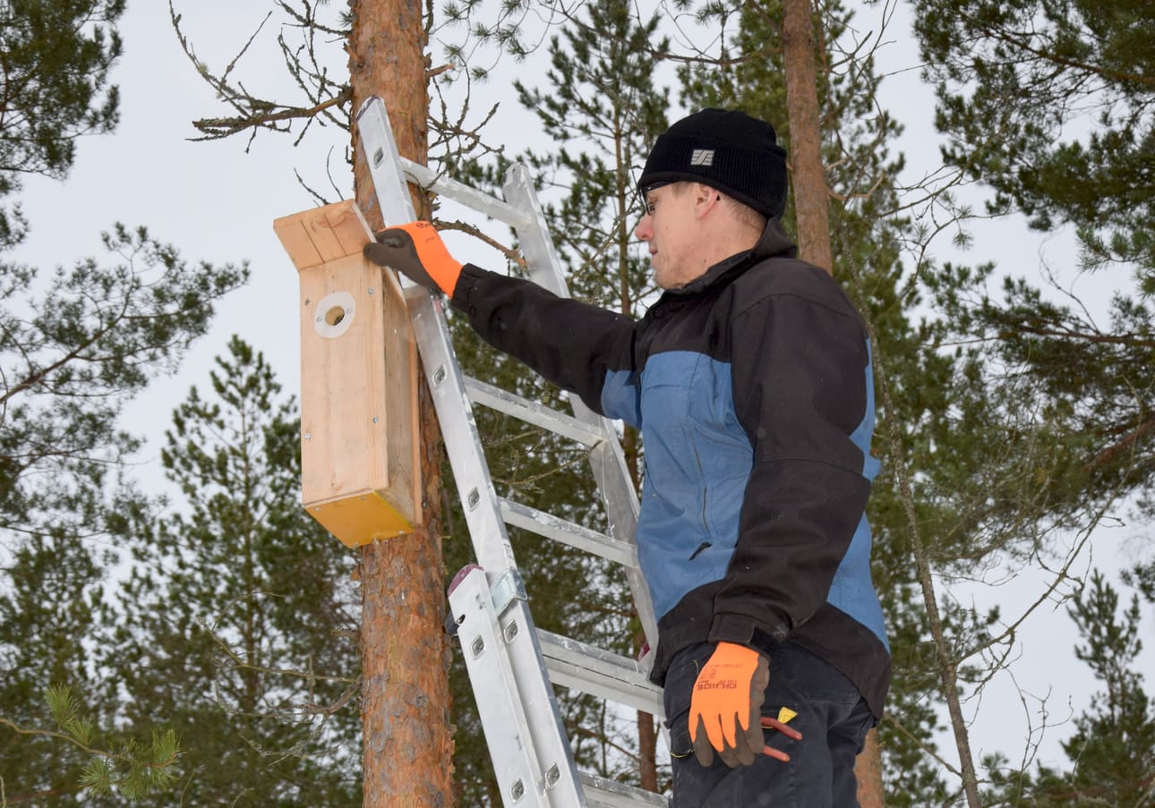 Pertti Salin ripusti uuden linnunpöntön Karinkannassa sijaitsevalle kotipihalleen viime viikolla. Uuden pöntön lisäksi myös pihan kuusi vanhaa pönttöä pääsi Ylen pönttörekisteriin.