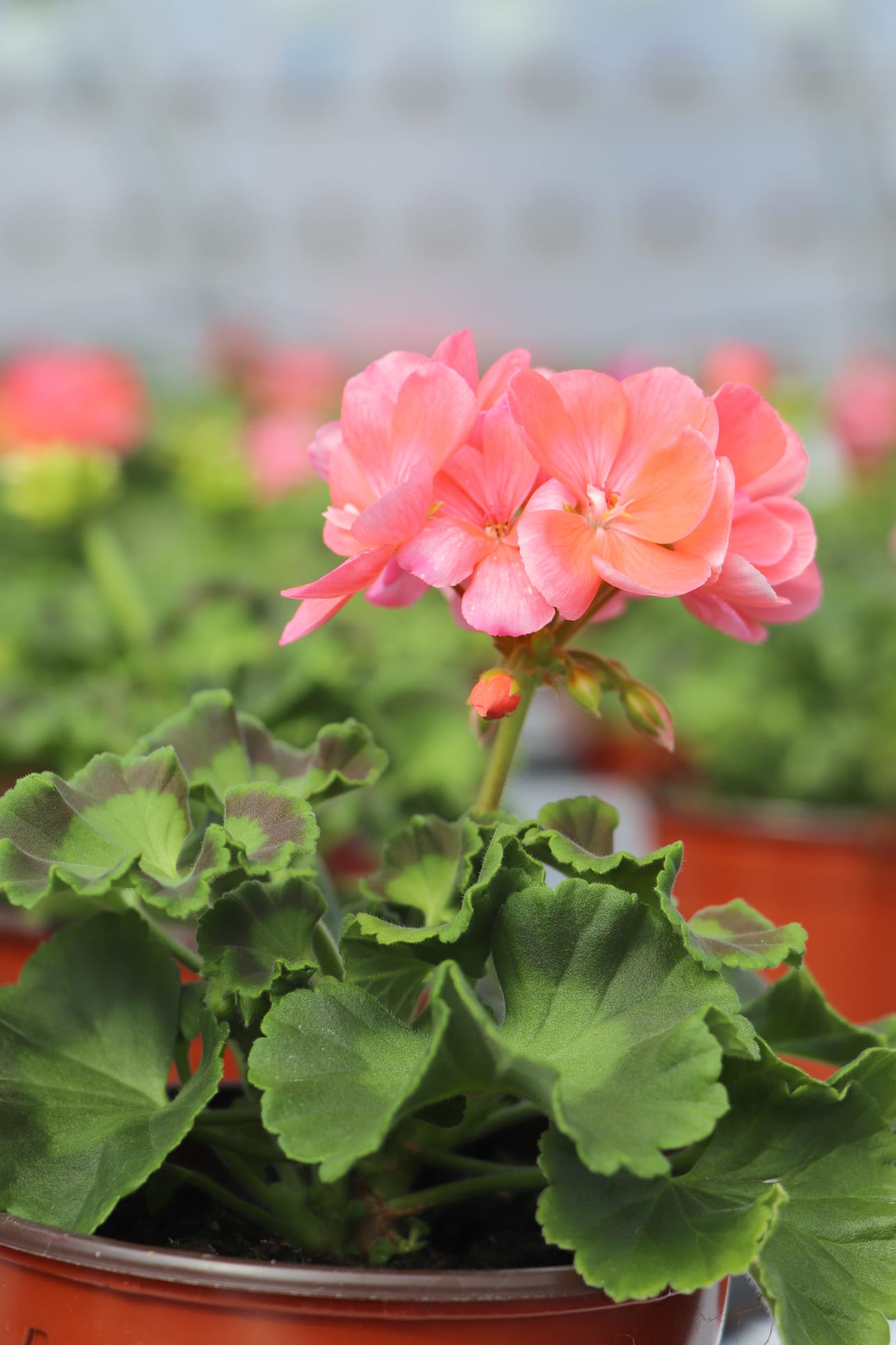 Pelargonia.