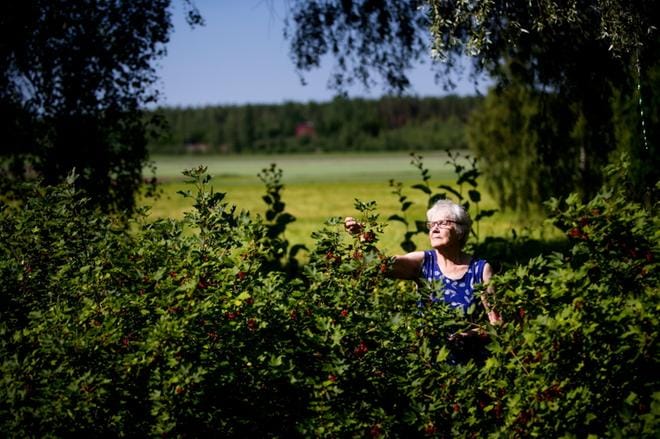 Entinen opettaja Kyllikki Ijäs muistuttaa, että Suomessa saa koulutusta muuallakin kuin Helsingissä. Pienillä paikkakunnilla voi kouluttautua vaikka mihin ammattiin. Kotonaan yksin asuvalla Ijäksellä riittää puuhaa puutarhassaan. Hän haluaa asua kotona niin kauan kuin mahdollista. Kuva: Jaakko Elenius