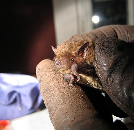 Pikkulepakko (Pipistrellus nathusii). Kuva: Luonnontieteellinen keskusmuseo. Kuvaaja: Nina Hagner-Wahlsten