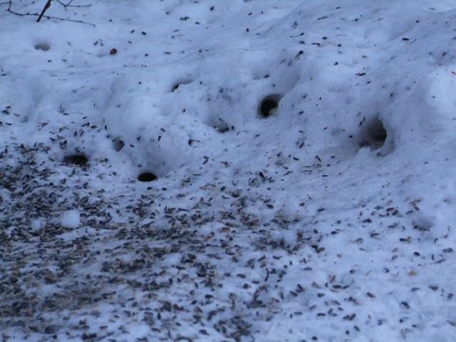 Pöllönruokaa vilisee lintujen ruokinnalla Hietasaaressa