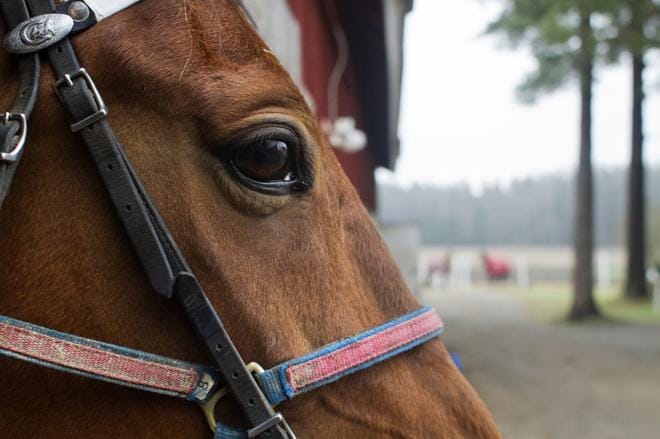 Etelä-Pohjanmaan käräjäoikeus tuomitsi äskettäin antamallaan päätöksellä hevosen valtiolle menetetyksi. Kuvan hevonen ei liity kyseiseen tapaukseen. Kuva: Beni Köhler