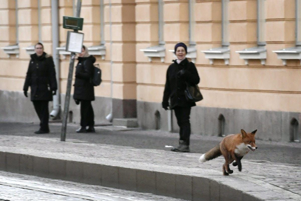 Suomen kaupungeissa viihtyy entistä enemmän eläimiä, joita ei vielä viime vuosituhannella juuri nähty kaupunkiympäristössä. Lehtikuva / Heikki Saukkomaa