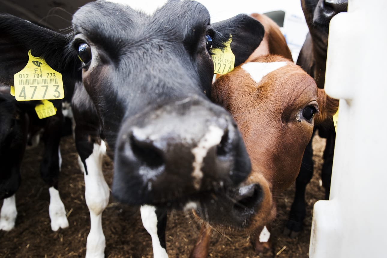 Talitintit ovat aiheuttaneet mittavaa vahinkoa kolmella lypsykarjatilalla Lapissa. Kuvan lehmät eivät liity tapaukseen.