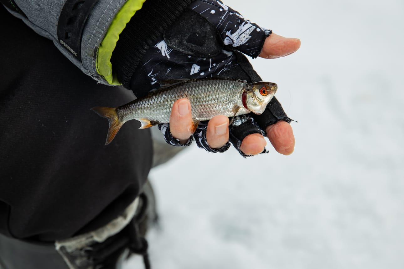 Muikku esittää, että lämpiminä keväinä pilkkiviikko järjestettäisiin e-urheilutapahtumana. E-särkiä ei tosin voisi hyödyntää ravintona, mikä harmittaa Muikkua.