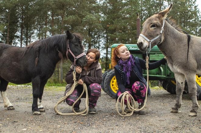 Satu Autio ja Noora Nyrhinen olivat vaikuttuneet Toiskan maatilan puitteista ja tunnelmasta niin, että kutsu siirtää oma yritys sen tontille oli unelmien täyttymys. Heidän asiakkaitaan ovat kehitysvammaiset ja lapset, jotka saavat hoitaa muun muassa näitä kahta kaverusta, Ulpu-ponia ja Kaija-aasia. KUVAT: MARJUT KRIIKKU
