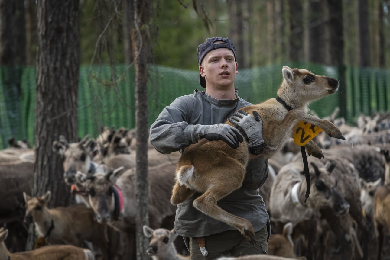 Porista Kuusamoon vasanleikossa avustamaan tullut Ville Joopi on saanut vasan kiinni.