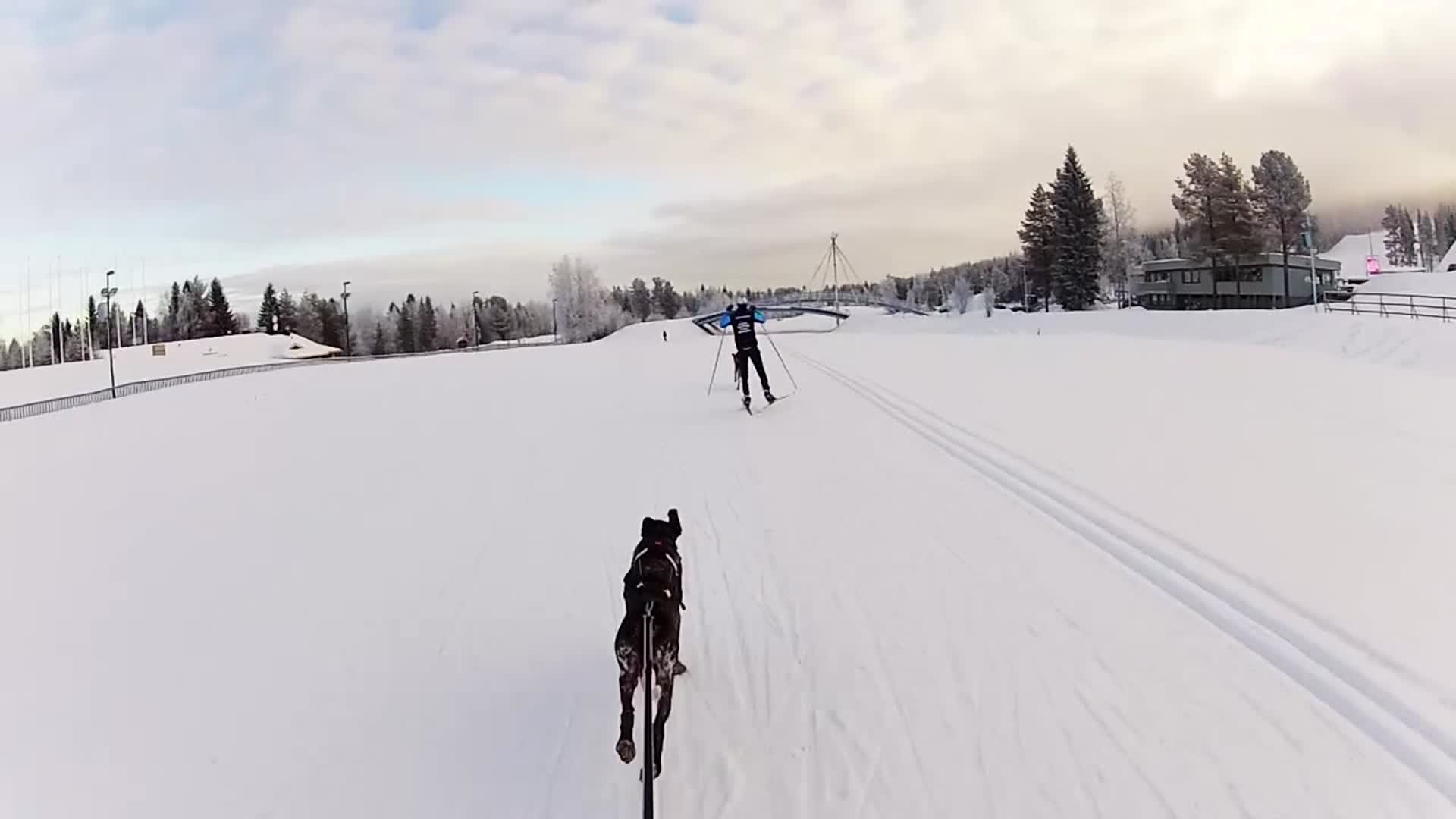 Koira painaa korvat hulmuten ja hiihtäjä nauttii vauhdin hurmasta